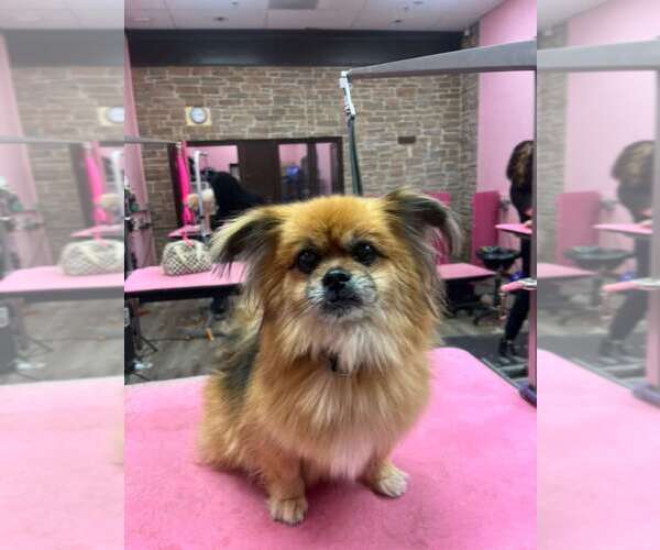 Medium Photo #5 Pominese Puppy For Sale in Sanford, FL, USA