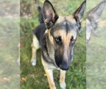 Small German Shepherd Dog Mix