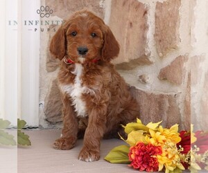 Goldendoodle Puppy for sale in GORDONVILLE, PA, USA