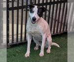 Small #2 American Pit Bull Terrier Mix