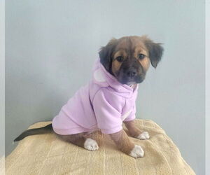 Mutt Dogs for adoption in Clinton , MI, USA