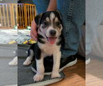 Small #1 Siberian Husky Mix