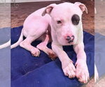 Small #5 Mutt