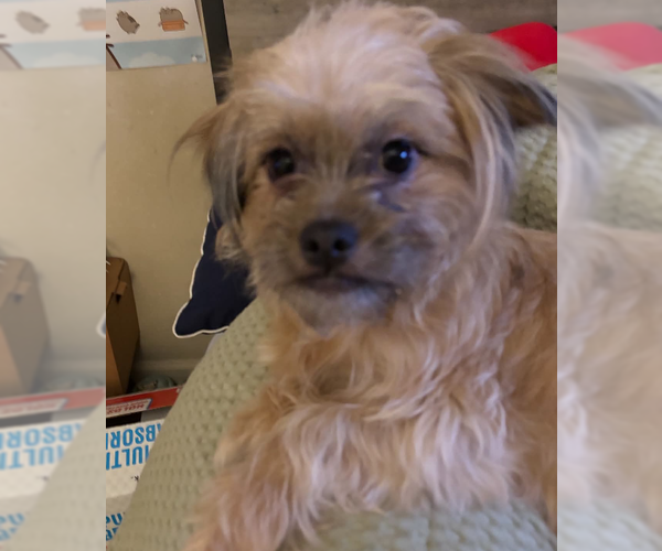 Medium Photo #2 Shih Tzu-Unknown Mix Puppy For Sale in Cranston, RI, USA