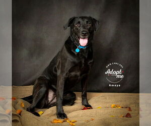 Labrador Retriever-Unknown Mix Dogs for adoption in Salt Lake City, UT, USA
