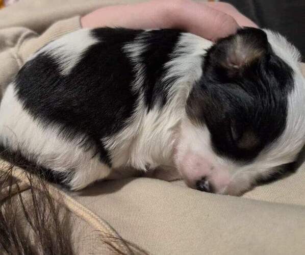 Medium Photo #20 Bernedoodle (Miniature) Puppy For Sale in LEETONIA, OH, USA