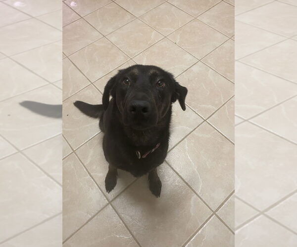 Medium Photo #1 Labrador Retriever-Unknown Mix Puppy For Sale in Osgood, IN, USA