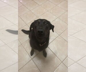 Labrador Retriever-Unknown Mix Dogs for adoption in Osgood, IN, USA