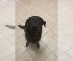 Small Labrador Retriever Mix