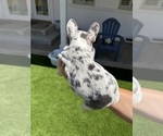 Small #2 French Bulldog