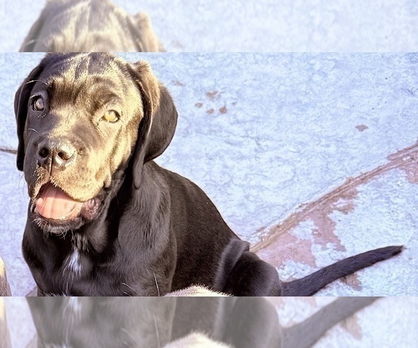 Medium Photo #3 Cane Corso Puppy For Sale in WOODLAND HILLS, CA, USA
