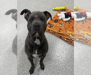 American Pit Bull Terrier Dogs for adoption in Pasadena, TX, USA