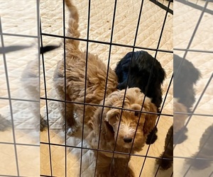 Double Doodle Puppy for sale in FRIENDSWOOD, TX, USA