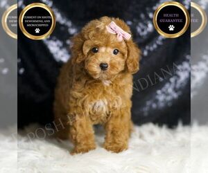 Poodle (Toy) Puppy for sale in WARSAW, IN, USA
