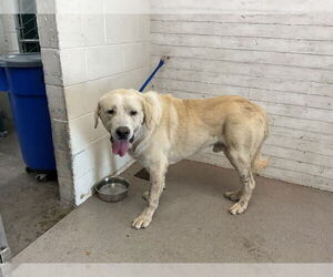 Labrenees Dogs for adoption in San Bernardino, CA, USA
