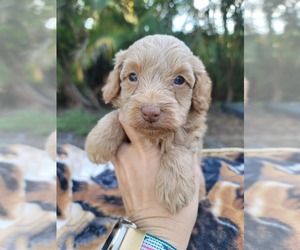 Cockapoo (Toy) Puppy for sale in TAMPA, FL, USA