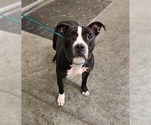 Mutt Dogs for adoption in Orange, CA, USA