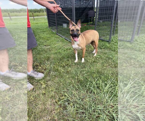 Medium Photo #2 Mutt Puppy For Sale in Abbeville, LA, USA