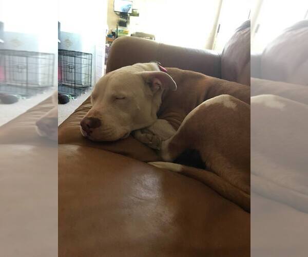 Medium Photo #1 American Pit Bull Terrier-Unknown Mix Puppy For Sale in Calgary, Alberta, Canada