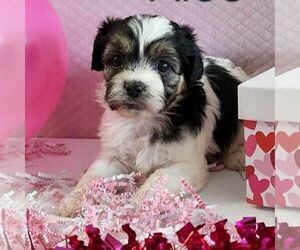 Zuchon Puppy for sale in ARTHUR, IL, USA