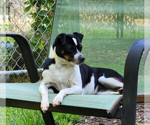 Chihuahua Puppy for sale in MOUNT AIRY, NC, USA