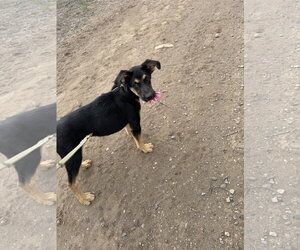 Manicotti - Male German Shepherd Dog-Unknown Mix Dog for Adoption - Photo #3