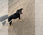 Small Photo #3 German Shepherd Dog-Unknown Mix Puppy For Sale in Monte Vista, CO, USA