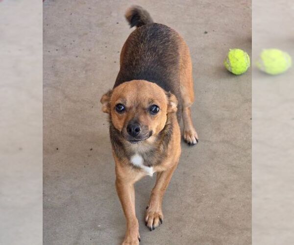 Medium Photo #3 Chiweenie Puppy For Sale in Tustin, CA, USA