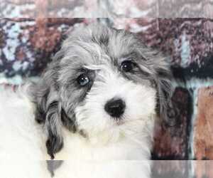 Cock-A-Poo Puppy for sale in BEL AIR, MD, USA