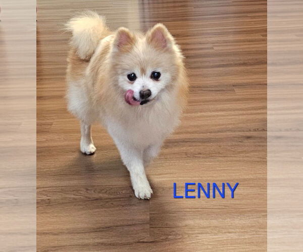 Medium Photo #1 Pomeranian Puppy For Sale in Lebanon, PA, USA