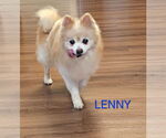 Small Pomeranian