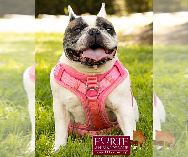 Medium Photo #8 French Bulldog Puppy For Sale in Marina del Rey, CA, USA