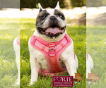 Small #7 French Bulldog