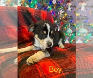 Australian Cattle Dog-Jack Russell Terrier Mix Dogs for adoption in ARMADA, MI, USA