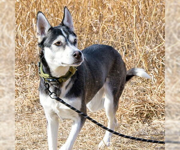Medium Photo #4 Siberian Husky-Unknown Mix Puppy For Sale in Omaha, NE, USA