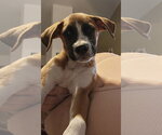 Small #1 Mutt