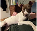 Small #3 American Pit Bull Terrier Mix