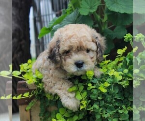 Bichon Frise-Cavachon Mix Puppy for sale in BIRD IN HAND, PA, USA