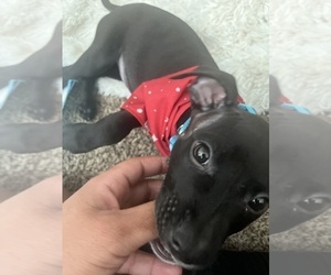 American Pit Bull Terrier-Chihuahua Mix Puppy for sale in TEMPE, AZ, USA