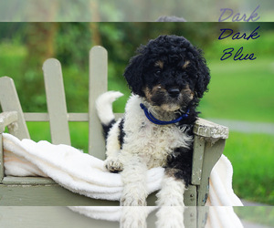 Goldendoodle Puppy for sale in WOODLEAF, NC, USA