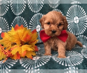 Cavapoo Puppy for sale in LAKELAND, FL, USA