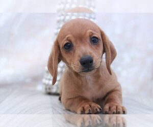 Dachshund Puppy for sale in MARIETTA, GA, USA