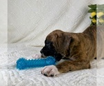 Small #2 Boxer
