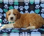 Small Photo #5 Goldendoodle-Miniature Bernedoodle Mix Puppy For Sale in GLEN ROCK, PA, USA