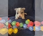 Small #5 Chi-Corgi