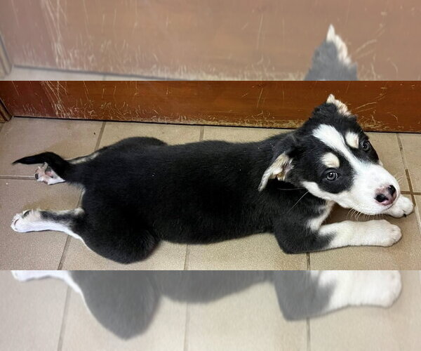 Medium Photo #4 Siberian Husky-Unknown Mix Puppy For Sale in Omaha, NE, USA