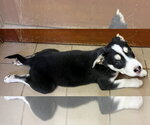 Small #3 Siberian Husky Mix