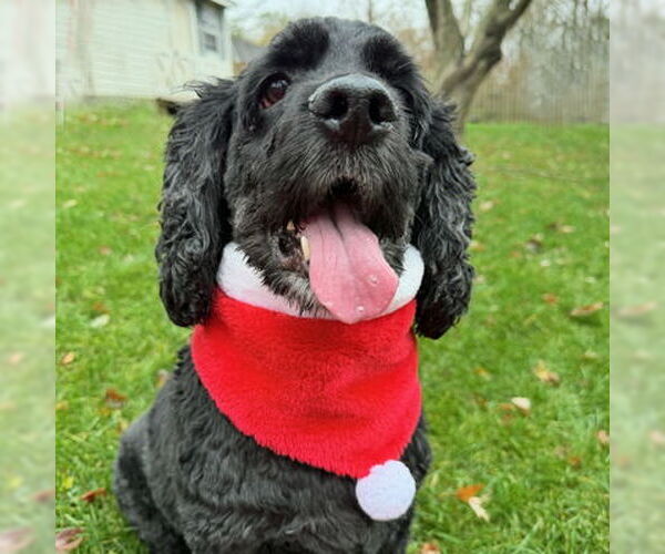 Medium Photo #3 Cocker Spaniel Puppy For Sale in Arlington, VA, USA