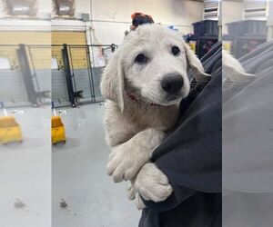 Great Pyrenees Dogs for adoption in Calgary, Alberta, Canada