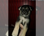 Small Photo #8 German Shepherd Dog-Siberian Husky Mix Puppy For Sale in HERNDON, PA, USA